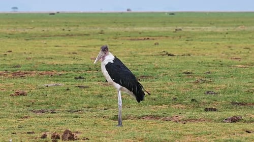 Large African marabou wading bird