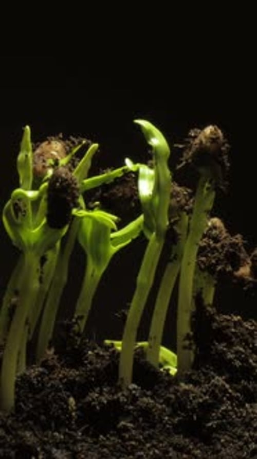 Seedlings Sprout From Dark Soil Time Lapse