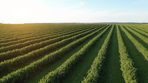 Aerial view of green fields with currants and trees at beautiful sunny day