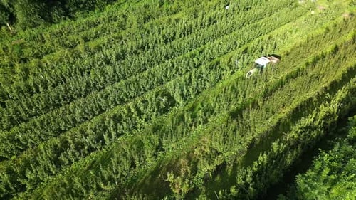 Aerial view of orchard with tractor, Netherlands.
