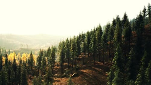 Flying Through Pine Forest at Sunrise