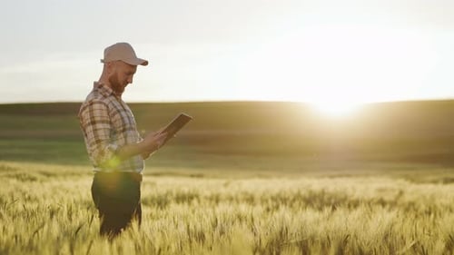 A Young Farmer is Standing in the Middle of a Wheat Field and Working on a Tablet