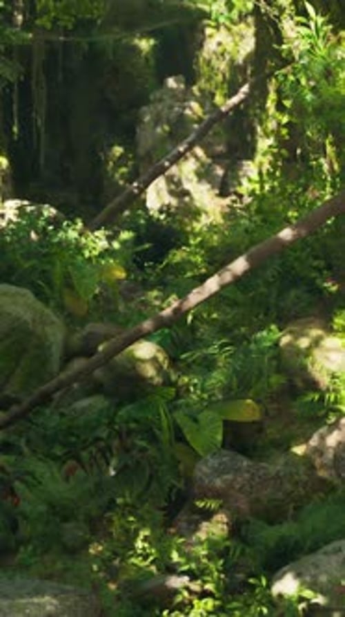 A Lush Green Forest Filled with Lots of Rocks
