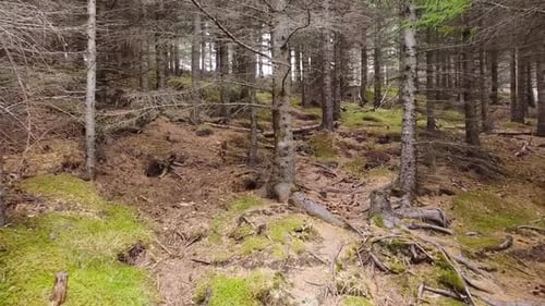 Borgarnes Forest with Moss Covered Ground and Tall Trees