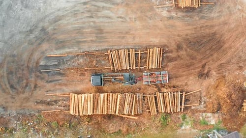 Loader Puts Wooden Logs of Forest Trees in Rows on Ground