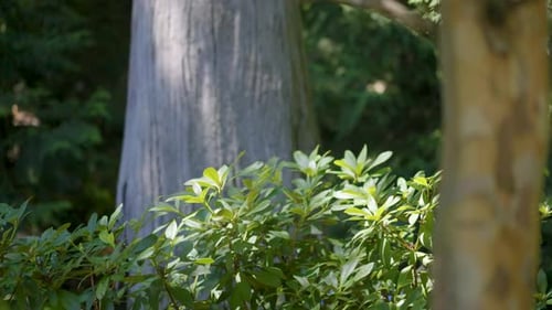 Eine Aufnahme der schönen grünen Vegetation mit Bäumen im Hintergrund.