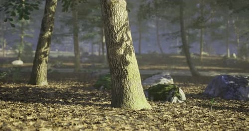 Tranquil Forest with Sunlight Filtering Through Trees and Leaves
