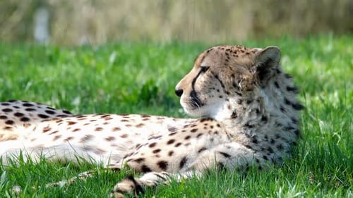 Wunderschöner Gepard im natürlichen Lebensraum