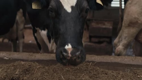 Cows Feeding on a Farm Close Up