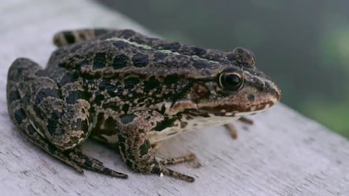 Green Toad in Closeup