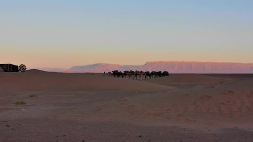 Local man in traditional tribal Touareg robes leading a group of camels in the desert, Morocco, Afri