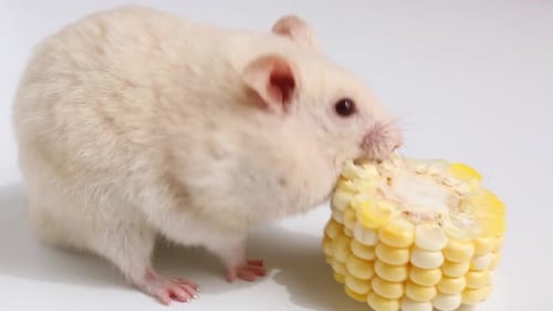 Fluffy Hamster Eating Fresh Corn Kernels