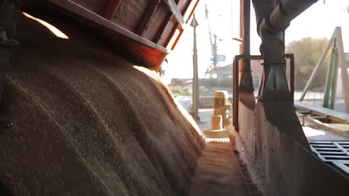 Close View of Unloading Grain Trucks at Elevator on Elevating Hydraulic Platform Unloader Grain