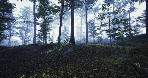 Misty Forest Landscape with Tall Trees and Soft Sunlight in the Morning