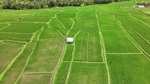 Aerial view of rice terraces in Bali, Indonesia