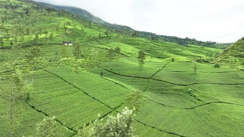 Luftbild der Teeplantage an einem nebligen Morgen in Indonesien