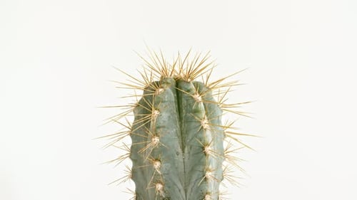 Detailed View of Big Round Cactus with Spikes Growing on a White Background