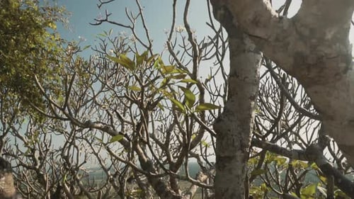 Eine Nahaufnahme eines Baumstamms, der sich nach oben neigt, um die dichte tropische Vegetation der Umgebung zum Vorschein zu bringen
