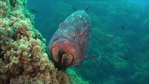 Le mérou Mero en gros plan dans la mer Méditerranée