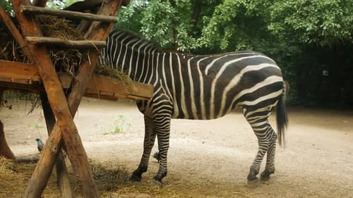 A Large Zebra Eats Hay From a Wooden Structure in the Yard of a Farm or Zoo