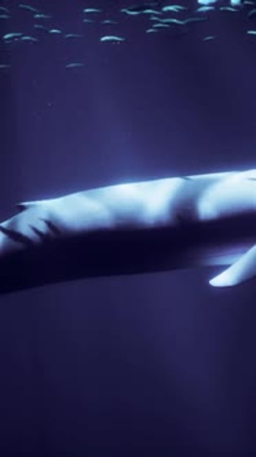 A Majestic White Whale Gliding Through an Underwater Paradise
