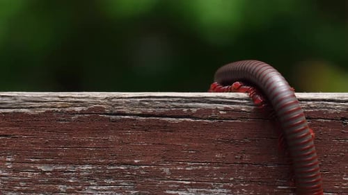 Vista macro de un milpiés en una escalera de madera
