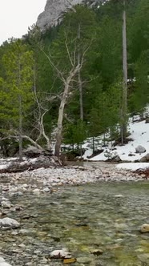 Vertical Video Above the SnowCovered Woods Aerial View of Winter Mountain Forest with River and