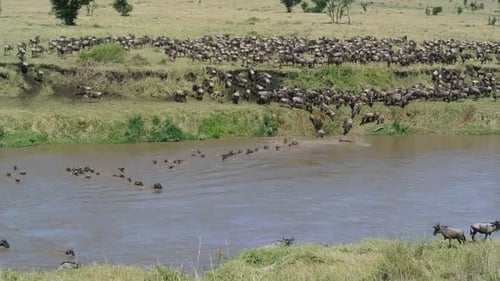 Hundreds of wildebeests jumping into the water to swim across the Mara River during their annual gre