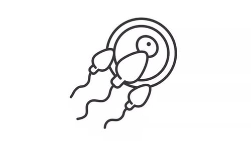 Fertilization line animation