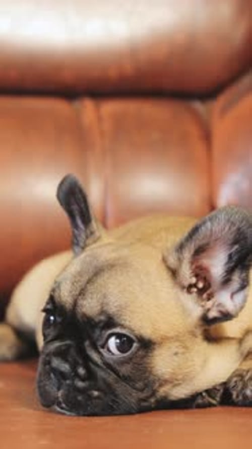 French Bulldog Puppy Resting on a Brown Couch