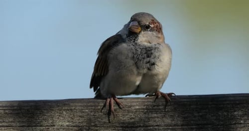 House sparrow perched on a piece of wood, France