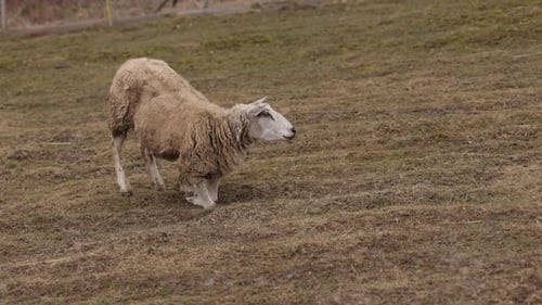 Sheep Standing in a Green Pasture