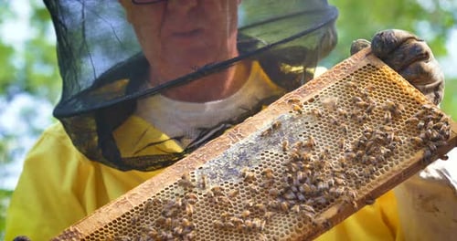 The beekeeper looks after bees, honeycombs, a lot of honey, in a protective beekeeper's beast. Con