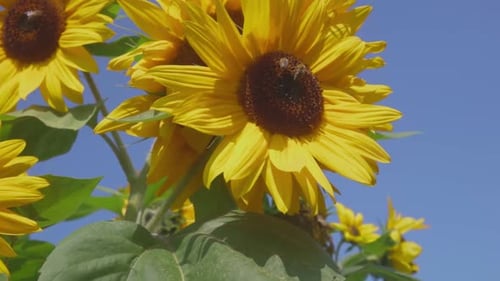 Bright Sunflowers with Bees on a Sunny Day