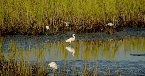 Birds in South Carolina Wetlands, Marsh,