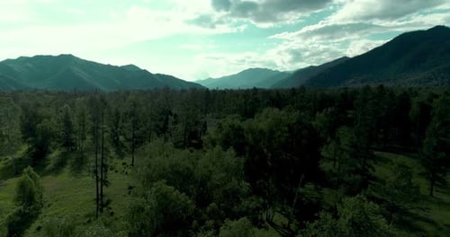 Aerial View Low Flight Above Evergreen Pine Tree Landscape with Endless Mountain Forest at Sunny