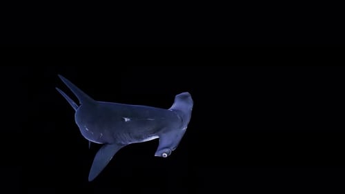 3D Hammerhead Shark Swimming on Black Background with Alpha Channel