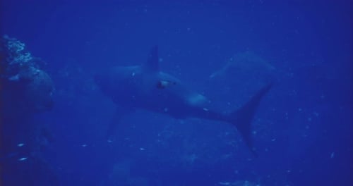 Älterer Hai schwimmt bei Tageslicht anmutig durch tiefes Meereswasser