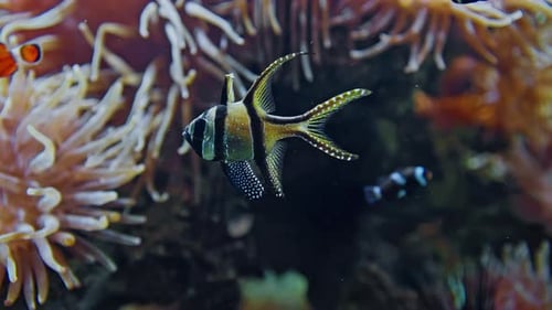 Unterwasserwelt Exotische und farbenfrohe Fische schwimmen im Aquarium, umgeben von einer pulsierenden Unterwasserwelt