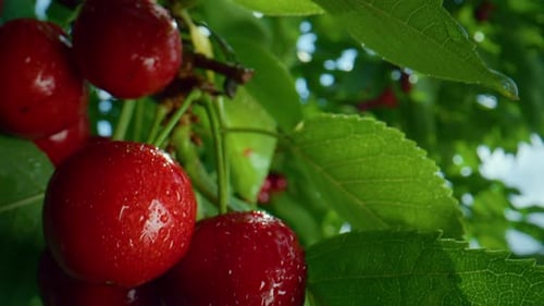 Macro Wet Red Cherry Branch Hanging. Ripe Juicy Tasty Seasonal Fruit Tree