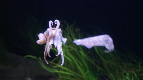 The Common European Cuttlefish Sepia Offcinalis Underwater