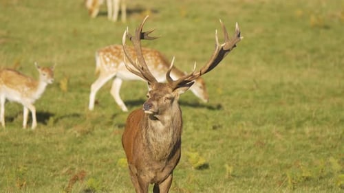 Rotwild, Hirsch mit beeindruckendem Geweih, steht auf einer grünen Wiese in der Nähe von grasenden Damhirschen. Majestätisch
