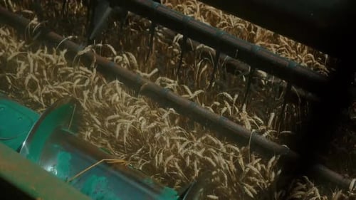 Green Harvester Cutting Wheat Crop in Field
