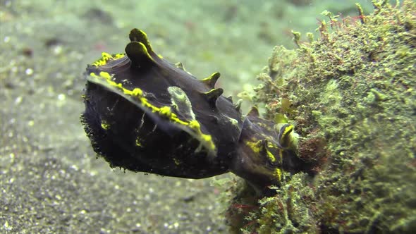 female flamboyant cuttlefish laying eggs into coconut shell. Camera ...