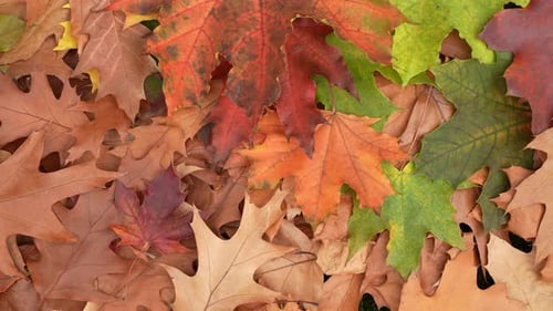 Colorful Autumn Leaves in Close Up Shot