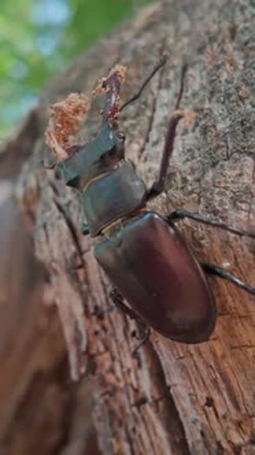 Close-up of Greater Stag Beetle is climbing out inside aged, decaying hollow of wood