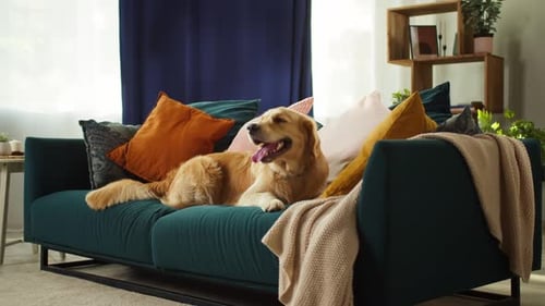 Golden Retriever Dog Relaxing on Couch