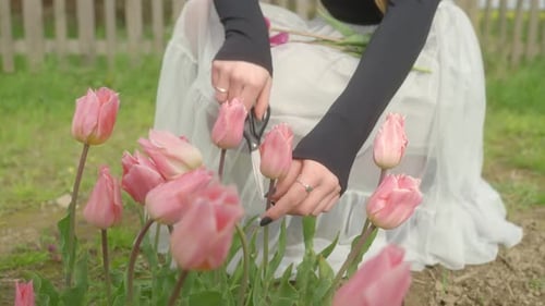 Woman Cutting Pink Tulips in a Rural Garden
