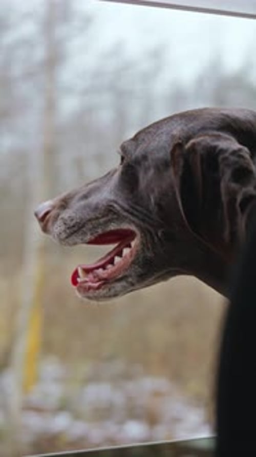 A Joyful Kurtzhaar Dog Goes for a Walk in a Car Leaning Out the Window
