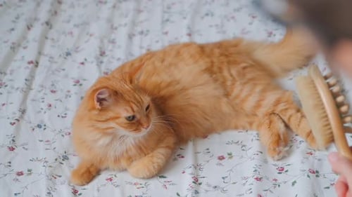 Orange Cat Lying Down, Being Groomed with Brush